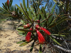Melaleuca blepharosperma