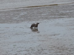 Lontra canadensis pacifica