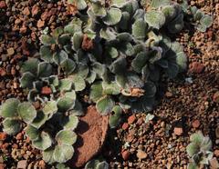 Oxalis melanosticta melanosticta