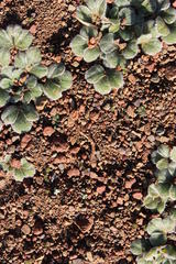 Oxalis melanosticta melanosticta