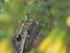 Diglossa brunneiventris