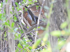 Diglossa brunneiventris