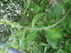 Salix alaxensis
