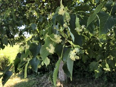 Tilia
