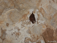 Peropteryx macrotis