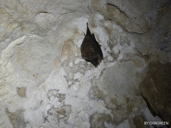 Peropteryx macrotis