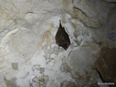Peropteryx macrotis