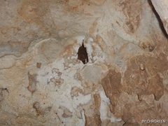 Peropteryx macrotis