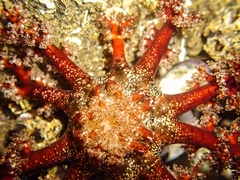 Athyonidium chilensis