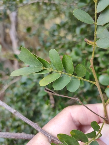 Image of Senna gaudichaudii by (c) Tony van Kampen, some rights reserved (CC BY)