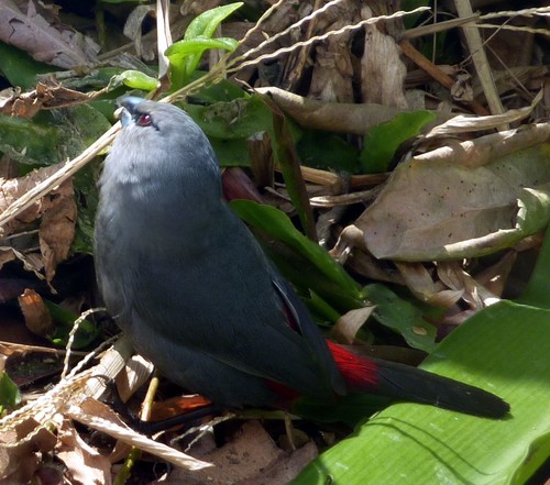 Southern Grey Waxbill