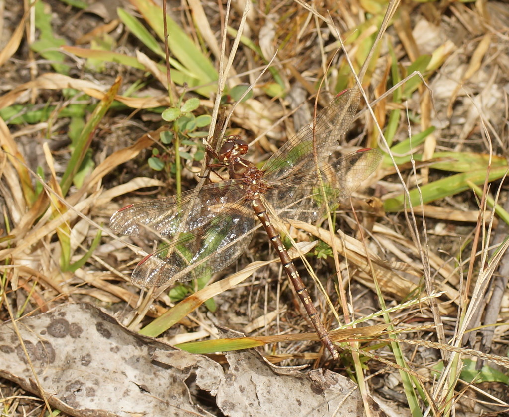 Eastern Brown Tigertail