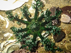 Athyonidium chilensis