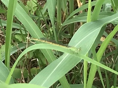 Ischnura asiatica