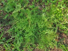 Dichanthelium microcarpon