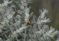 Chauliognathus omissus