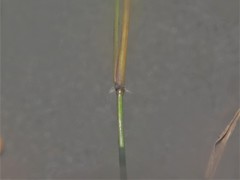 Dichanthelium microcarpon