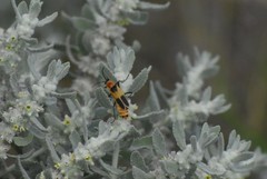 Chauliognathus omissus