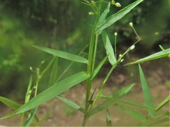 Dichanthelium microcarpon
