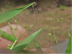 Dichanthelium microcarpon