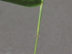 Dichanthelium microcarpon