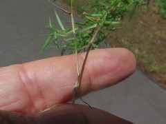 Dichanthelium microcarpon