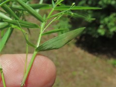 Dichanthelium microcarpon