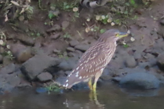 Nycticorax nycticorax