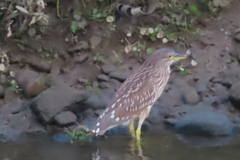 Nycticorax nycticorax