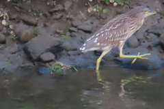 Nycticorax nycticorax