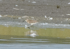 Calidris bairdii