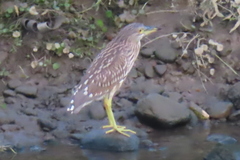 Nycticorax nycticorax