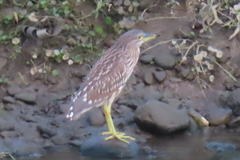 Nycticorax nycticorax