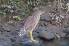 Nycticorax nycticorax