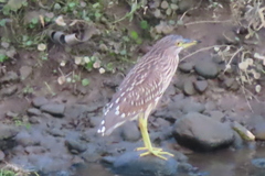Nycticorax nycticorax