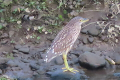 Nycticorax nycticorax