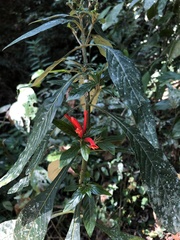 Aphelandra longiflora