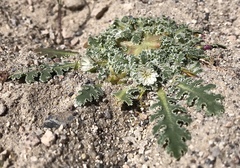 Glyptopleura marginata