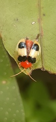 Spilophora