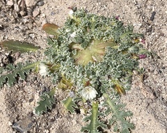 Glyptopleura marginata