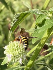 Bicyrtes insidiatrix