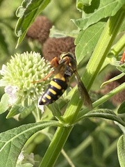 Bicyrtes insidiatrix