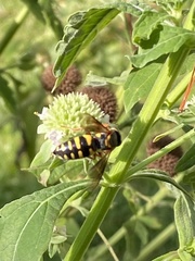 Bicyrtes insidiatrix