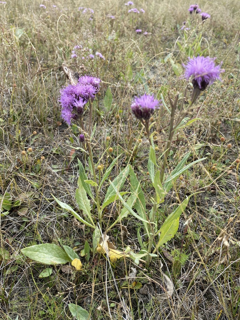 Subgenus Theodorea