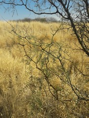 Prosopis pugionata