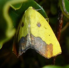 Drepanogynis cambogiaria