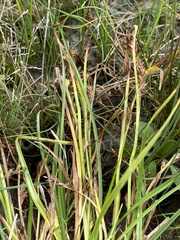 Carex eremopyroides