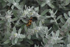 Chauliognathus omissus