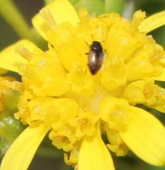 Euryops imbricatus