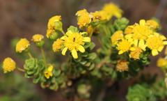 Euryops imbricatus